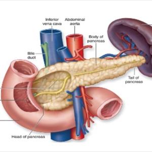 Diabetic Meals - Dawn Phenomenon Diabetes - High Blood Glucose In The Early Morning